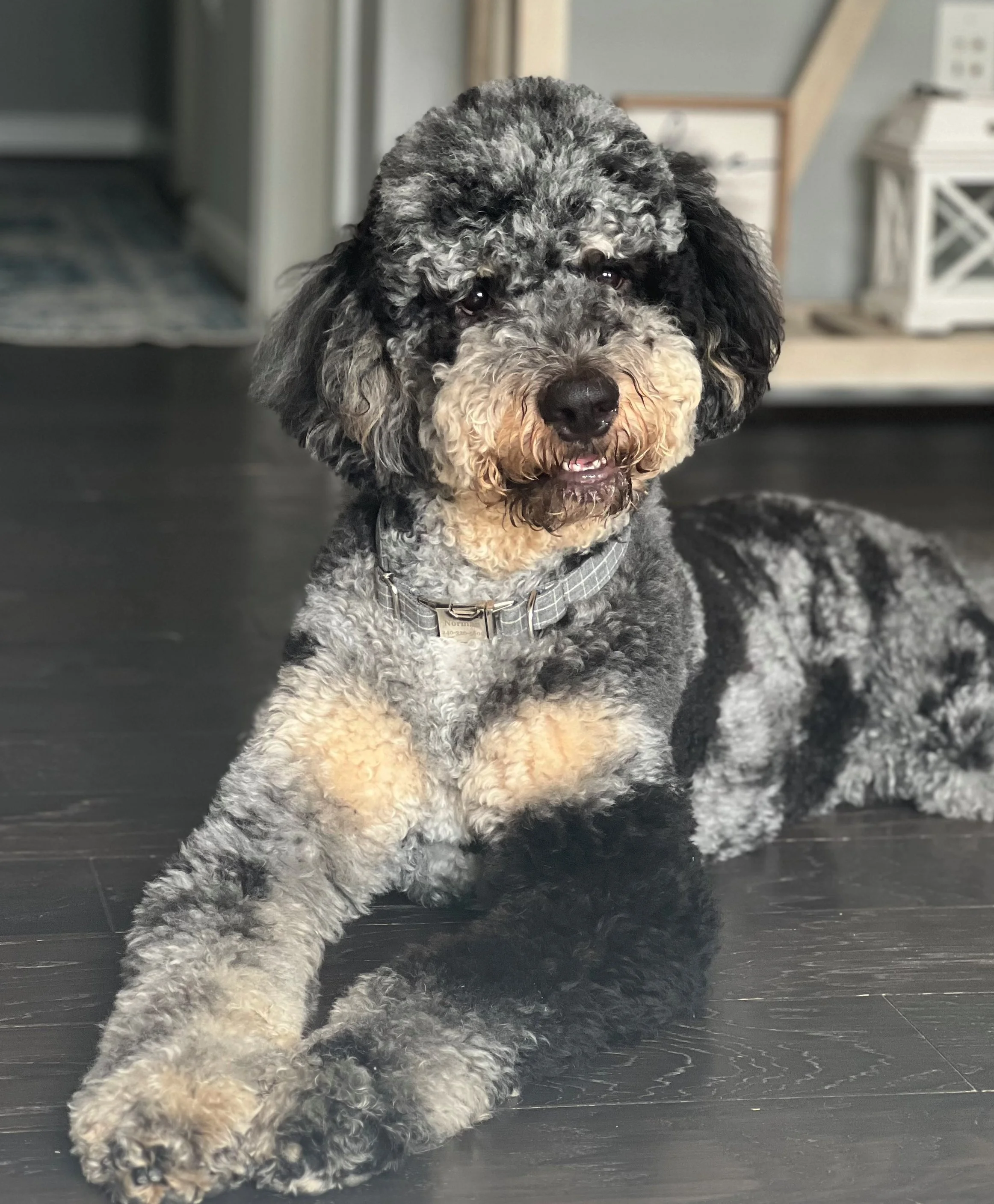 Bernedoodle prices — Serenity Creek Doodles